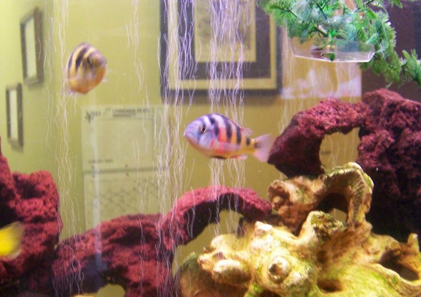 Rated #1015: Freshwater Fish - Haplochromis Sp. 44 - Haplochromis Obliquidens Stocking In 30 Gallons Tank - our breeding pair of obliquidens