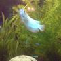 freshwater fish - colisa lalia - powder blue dwarf gourami stocking in 31 gallons tank - Blue gourmi