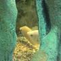 freshwater fish - helostoma temmincki - kissing gourami stocking in 31 gallons tank - The Kissers Wait and Bleed