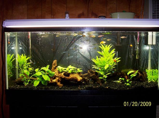 55 gallons planted tank (mostly live plants and fish) - 55 gallon hygrophila, anubias (2 types) ect. neons-black neons-corys-platies with 15 fry- zebra danios 25% water change twice a week