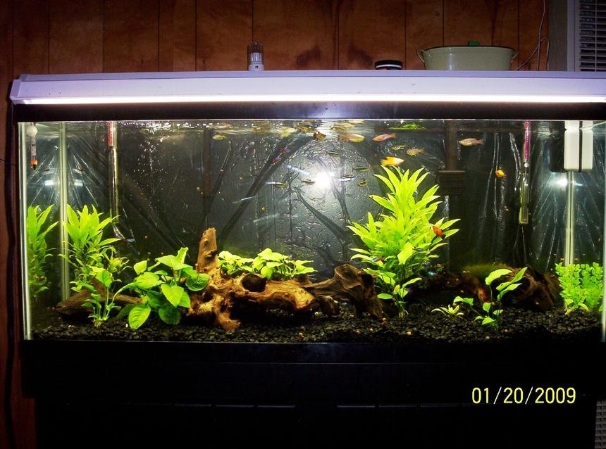 Rated #143: 55 Gallons Planted Tank - 55 gallon hygrophila, anubias (2 types) ect. neons-black neons-corys-platies with 15 fry- zebra danios 25% water change twice a week