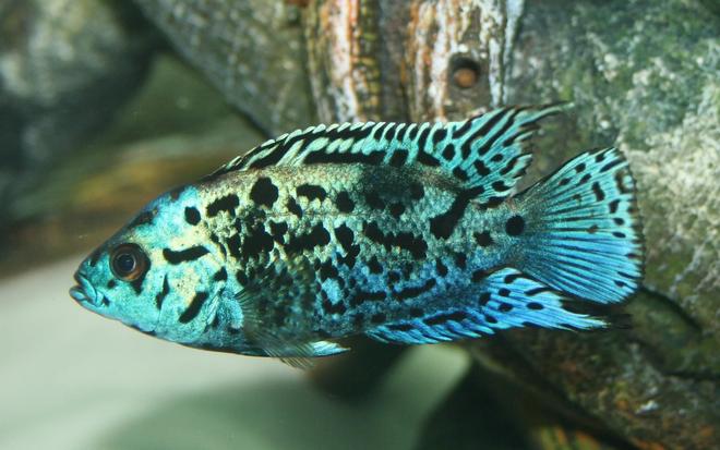 freshwater fish - nandopsis octofasciatum - electric blue jack dempsey stocking in 150 gallons tank - Electric Blue Jack Dempsey