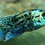 freshwater fish - nandopsis octofasciatum - electric blue jack dempsey stocking in 150 gallons tank - Electric Blue Jack Dempsey