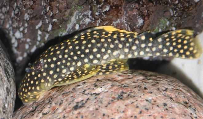 freshwater fish - baryancistrus sp. - gold nugget pleco (l-18) stocking in 150 gallons tank - L081 Catfish