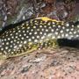 freshwater fish - baryancistrus sp. - gold nugget pleco (l-18) stocking in 150 gallons tank - L081 Catfish