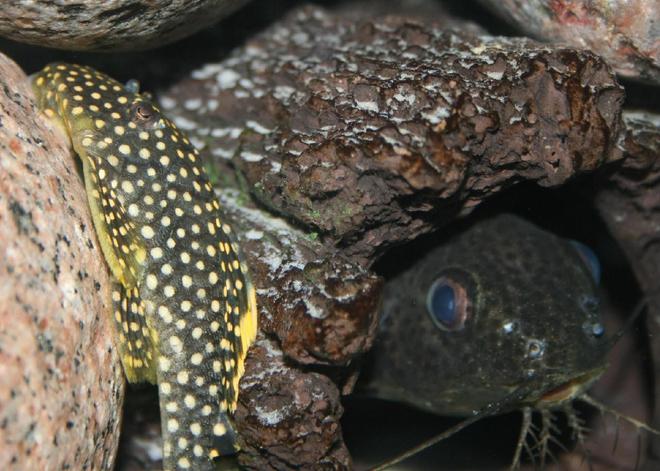 freshwater fish - baryancistrus sp. - gold nugget pleco (l-18) stocking in 150 gallons tank - L081 & Syno Catfish