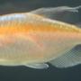 freshwater fish - phenacogrammus interruptus - congo tetra stocking in 150 gallons tank - Albino Congo Tetra (Female)