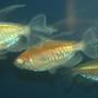 freshwater fish - phenacogrammus interruptus - congo tetra stocking in 150 gallons tank - Congo Tetras