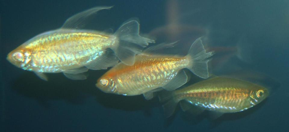 freshwater fish - phenacogrammus interruptus - congo tetra stocking in 150 gallons tank - Congo Tetras
