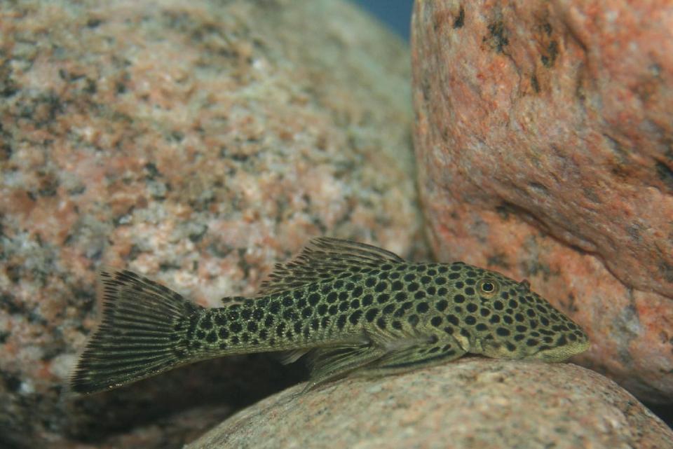 freshwater fish - parancistrus aurantiacus - rubber pleco (l-56) stocking in 150 gallons tank - Rubber Lip Pleco