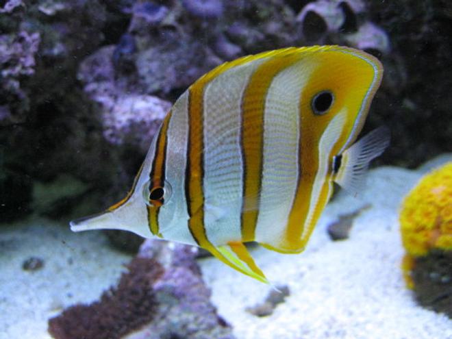 saltwater fish - chelmon rostratus - copperband butterflyfish stocking in 125 gallons tank - Copperbanded Butterflyfish