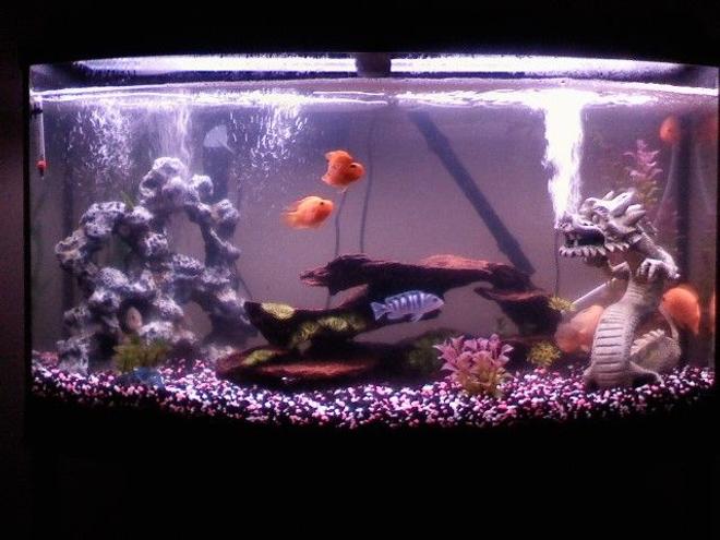 55 gallons freshwater fish tank (mostly fish and non-living decorations) - Just starting out what do you think?