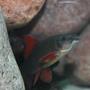 freshwater fish - epalzeorhynchos frenatus - rainbow shark stocking in 150 gallons tank - Epalzeorhynchos Frenatus