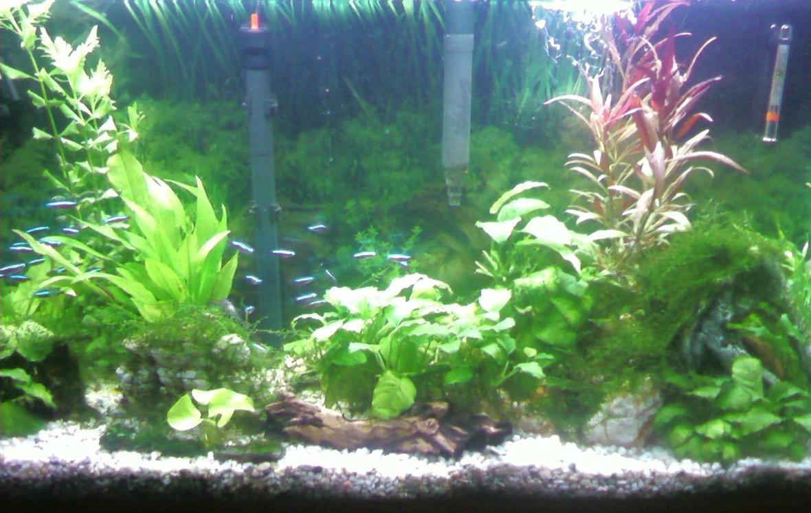 38 gallons planted tank (mostly live plants and fish) - Planted 38 Gal