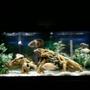 55 gallons freshwater fish tank (mostly fish and non-living decorations) - another one