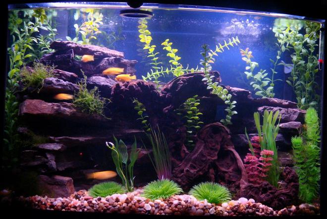 36 gallons freshwater fish tank (mostly fish and non-living decorations) - 36 Gallon Bowfront
6 Pseudotropheus Saulosi