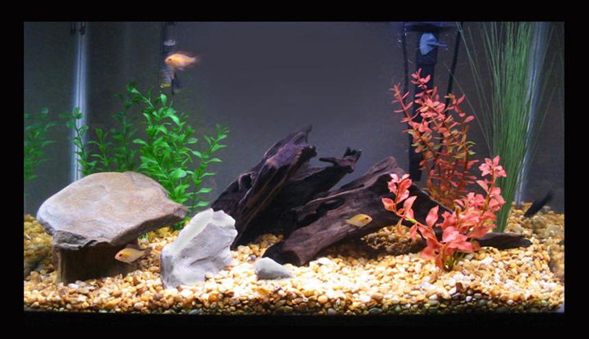 Rated #1880: 20 Gallons Freshwater Fish Tank - My first aquarium.
20 gallon with Zebra Cichlids, Black mollies, danios, tetras and one red-tailed shark.
Rocks, two pieces of driftwood and plastic plants.