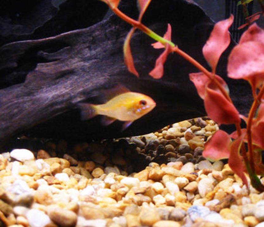 Rated #153: Freshwater Fish - Papiliochromis Ramirezi - German Gold Ram Stocking In 20 Gallons Tank - Zebra Cichlid