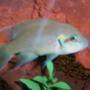 freshwater fish - neolamprologus brichardi - brichardi cichlid stocking in 30 gallons tank - one of our fish...I forgot what kind
