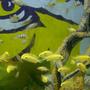 freshwater fish - labidochromis caeruleus - electric yellow cichlid stocking in 30 gallons tank - our yellow lab and obliqueden babies...and a few mystery babies