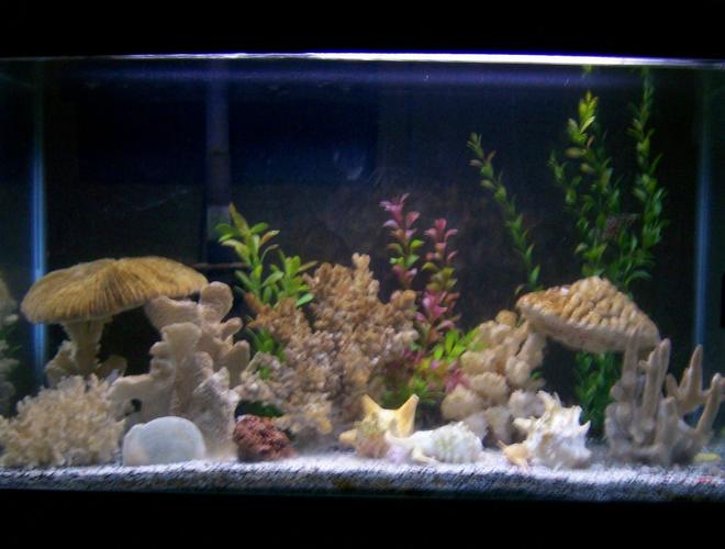 30 gallons reef tank (mostly live coral and fish) - Our 30 gallon with 2 green spotted puffers, 1 tire track eel, and 1 leaf fish, and 1 bristlenose pleco...i uploaded the pic under freshwater tank, but they put it under reef tank...it's actually brackish water