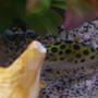 freshwater fish - tetraodon nigroviridis - green spotted puffer stocking in 30 gallons tank - Our oldest puffer and our eel