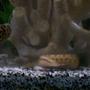 freshwater fish - ctenopoma acutirostre - leopard ctenopoma stocking in 30 gallons tank - tire track eel, leaf fish, and gsp in the background