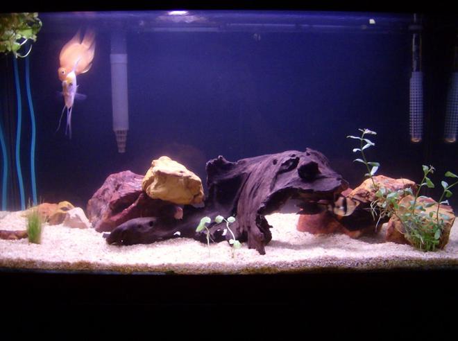 30 gallons freshwater fish tank (mostly fish and non-living decorations) - 30 gal freshwater tank with a few plants. Just added the plants three days ago.......... Just added more plants and new a lighting system will update pic soon