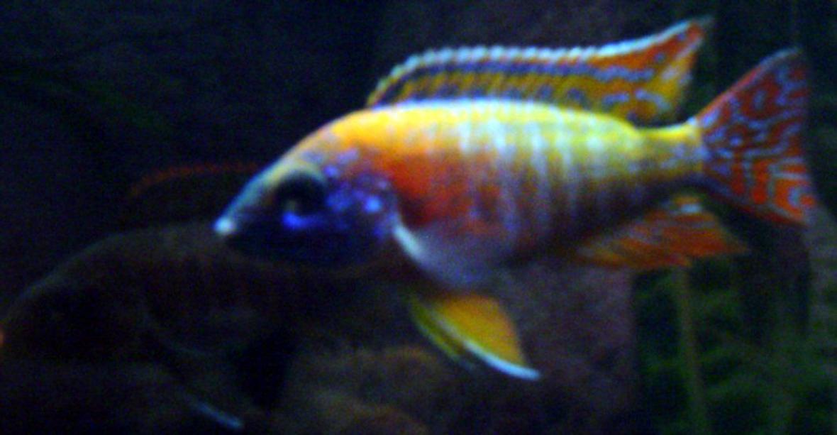 freshwater fish - aulonocara rubescens - ruby red peacock stocking in 55 gallons tank - Male Ruby Red Peacock with female in the background.