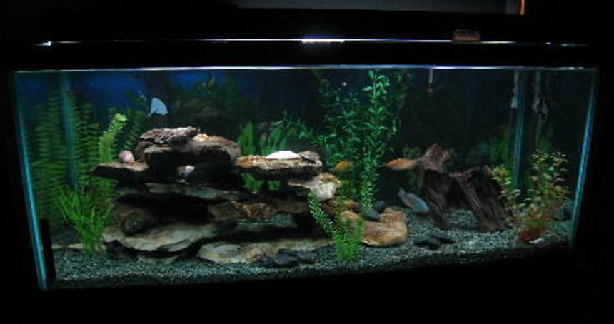 Rated #78: 55 Gallons Freshwater Fish Tank - 75 gal