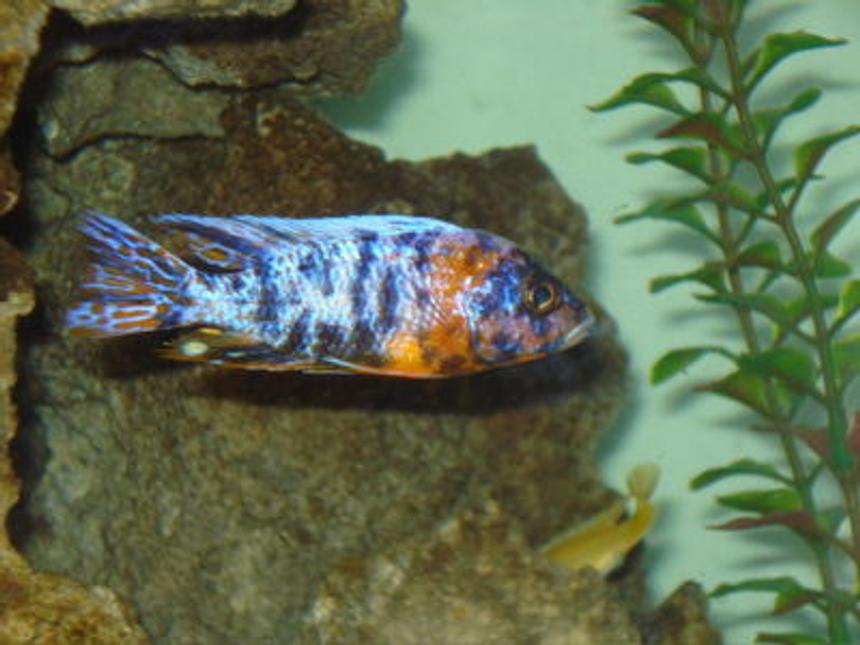 Rated #826: Freshwater Fish - Aulonocara Nyassae Var. - Peacock Cichlid, Orange Blossom Stocking In 80 Gallons Tank - peacock