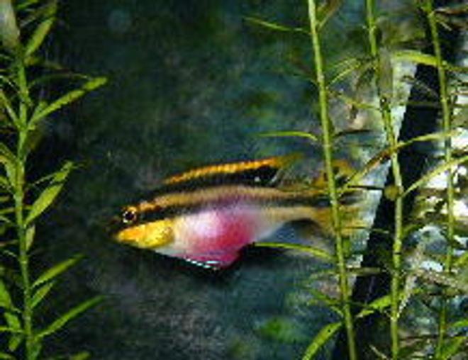 freshwater fish - pelvicachromis pulcher - kribensis cichlid stocking in 55 gallons tank - female kribensis