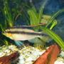 freshwater fish - pelvicachromis pulcher - albino kribensis cichlid stocking in 55 gallons tank - male kribensis