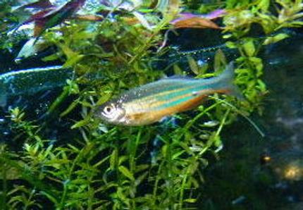 freshwater fish - danio rerio - zebra danio stocking in 55 gallons tank - male giant danio