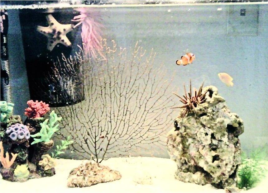 Rated #88: Corals Inverts - Eucidaris Tribuloides - Pencil Urchin Stocking In 20 Gallons Tank - In this picture is 3 Damsels (1 yellow, 2 black with white spots), 1 Clownfish, 1 Chocolate chip starfish, sea anemone, live rock, fake coral :P, 1 Sea Urchin, and some lovley daisys.

ive recently gained more family, so i'll update my picture soon thanks!