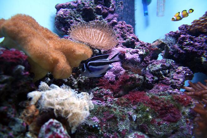 corals inverts - stichodactyla haddoni - red carpet anemone stocking in 41 gallons tank - A view of my current take (5 months old)