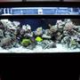 75 gallons reef tank (mostly live coral and fish) - another picture of my newly redesigned aquascape. someone told me my rockwork doesn't look natural, so I rearranged it. please rate.