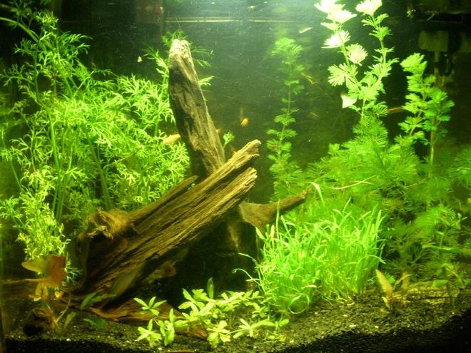 150 gallons planted tank (mostly live plants and fish) - Planted tank-12 gallon 
Description- 13w compact fluorescent, co2, fluorite black.
Plants-Cabomba, water sprite, micro sword, red lotus, Hygrophila, aponogeton ulvaceus, Cryptocoryne wendtii red and green.
fish- German blue/gold rams, clouds gold and black, cherry shrimp.