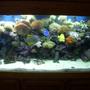 150 gallons reef tank (mostly live coral and fish) - 150 gallon reef tank