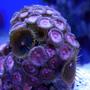 corals inverts - zoanthus sp. - button polyp, pink stocking in 65 gallons tank - pink zoanthus