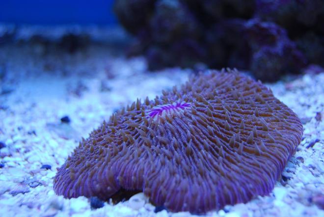 corals inverts - fungia repanda - plate coral, short tentacle stocking in 65 gallons tank - pink Plate coral