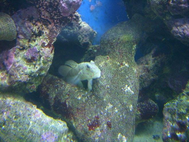 saltwater fish - cryptocentrus leptocephalus - pink spotted watchman goby stocking in 150 gallons tank - Pink Spot Watchman Goby