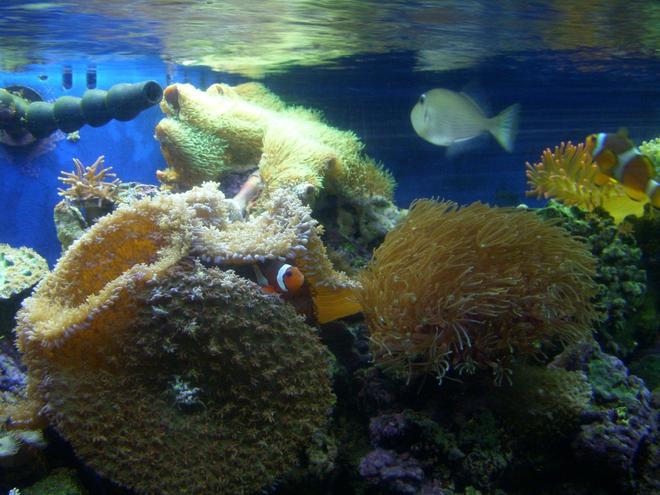 corals inverts - zoanthus sp. - yellow polyps stocking in 150 gallons tank - richordas, pipe organ coral, birdsnest coral, grass coral, rose bulb Anemones