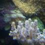 corals inverts - capnella sp. - kenya tree coral stocking in 150 gallons tank - zoo's, kenyi tree coral.