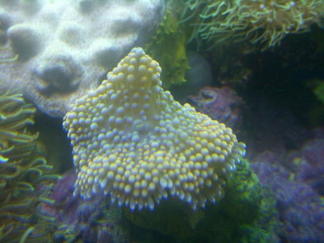 corals inverts - ricordea florida - ricordea mushroom stocking in 150 gallons tank - richorda