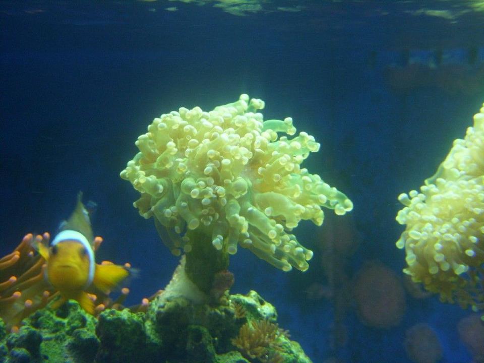 corals inverts - euphyllia paradivisa - frogspawn coral - branched stocking in 150 gallons tank - frogspawn, clownfish