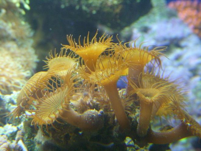 corals inverts - protopalythoa sp. - button polyp stocking in 150 gallons tank - button polyps