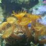 corals inverts - protopalythoa sp. - button polyp stocking in 150 gallons tank - button polyps