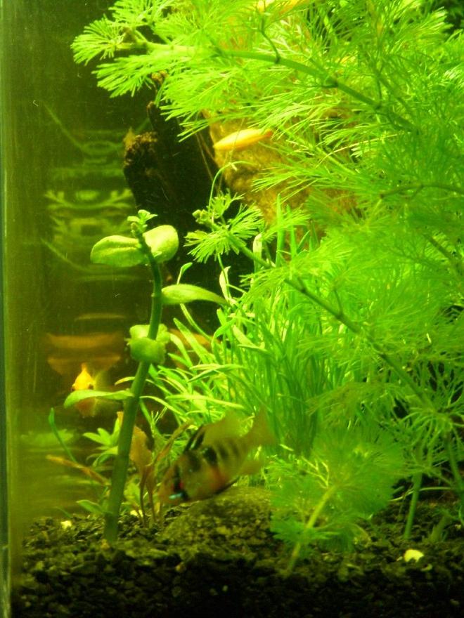150 gallons planted tank (mostly live plants and fish) - side view of planted 12 gallon