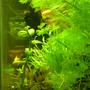 150 gallons planted tank (mostly live plants and fish) - side view of planted 12 gallon